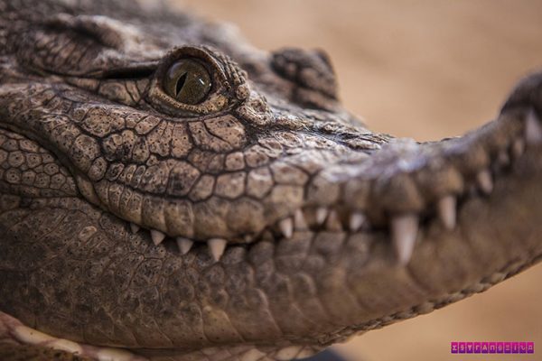 Crocodilo Franco, que mora na Nubian Village (Egito).