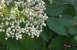 foraging-em-londres-elderflower