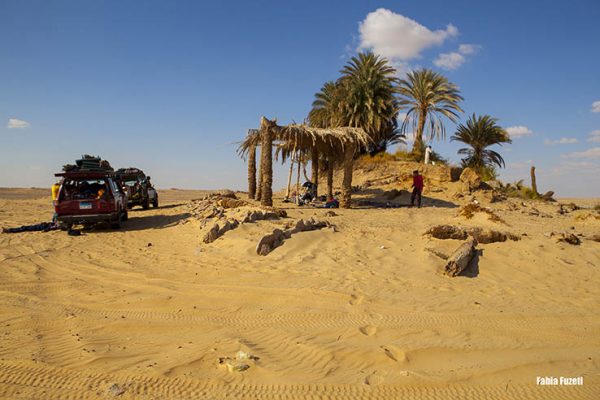 Um oásis no Western Desert, Egito.