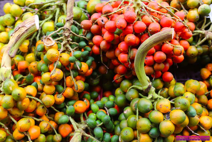 roteiro-belem-para-frutas