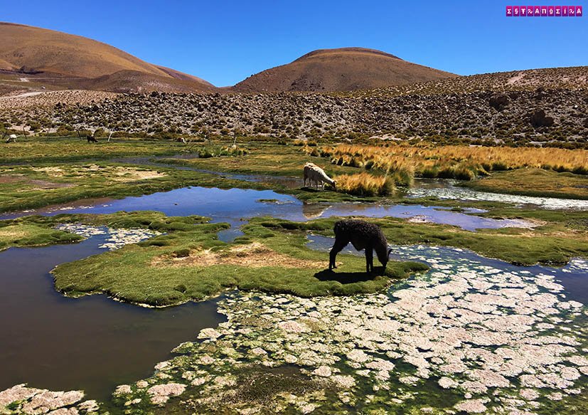 Atacama-Geysers-El-tatio