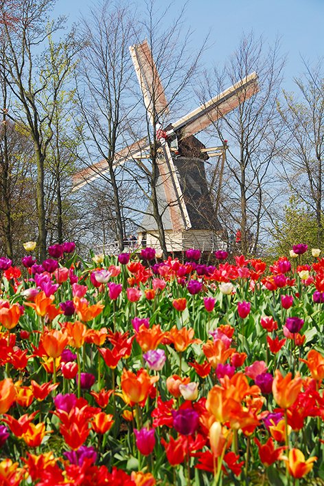 keukenhof-amsterdam-tulipas-moinho