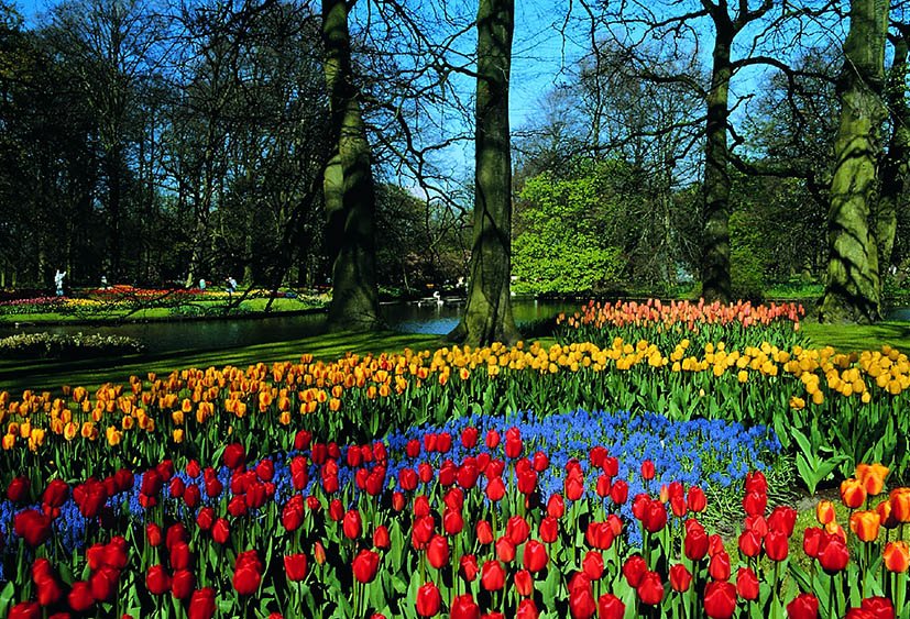 keukenhof-amsterdam-tulipas-1