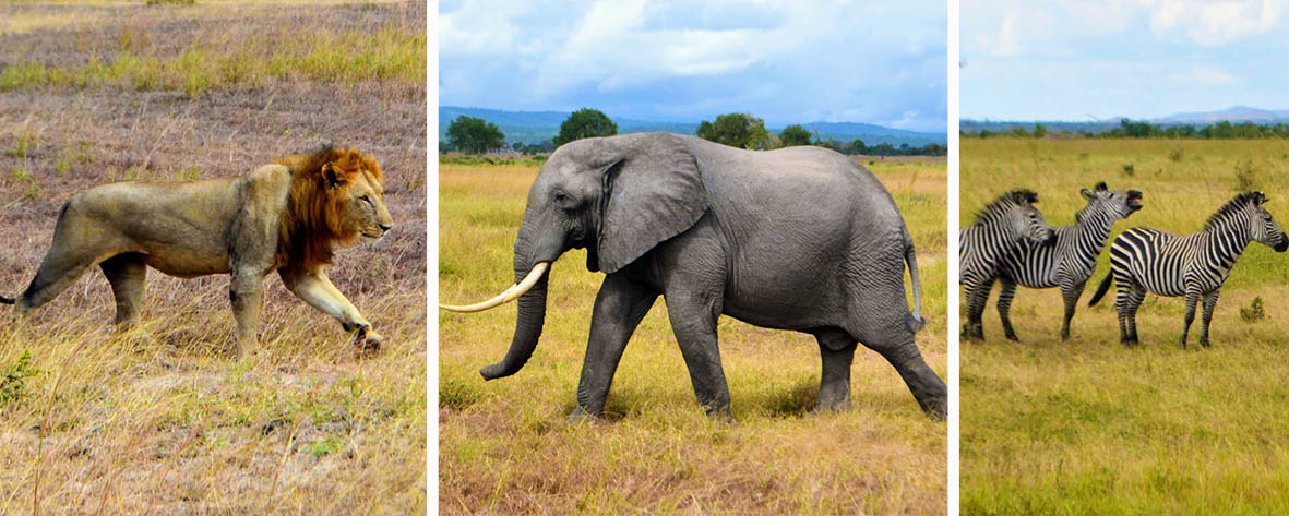 viagem-zanzibar-tanzania-africa-safari-leao-elefante-zebra